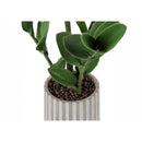  Monarch I 9500 20"H - Indoor Zz In A 5" Cement Pot IMAGE 3