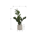  Monarch I 9500 20"H - Indoor Zz In A 5" Cement Pot IMAGE 6