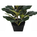  Monarch I 9511 32"H - Indoor Fiddle In A 6" Pot IMAGE 3